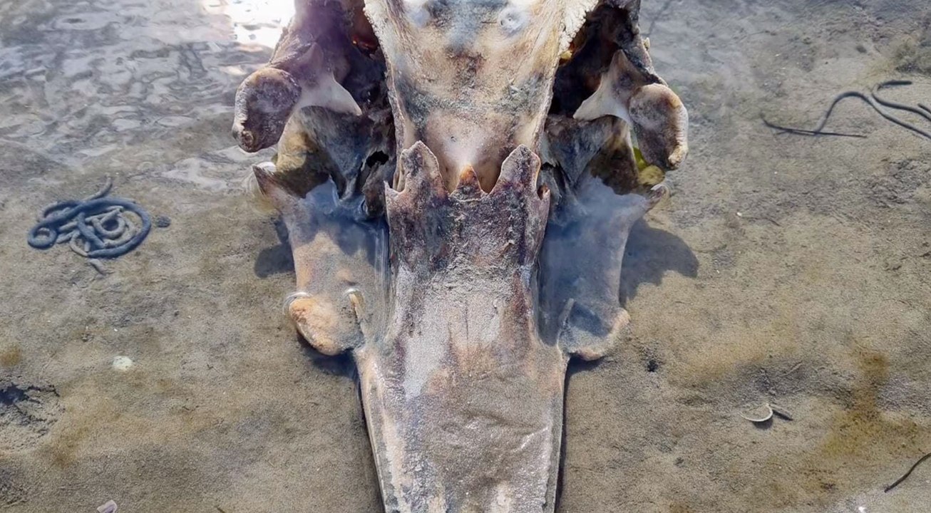 Frau entdeckt unheimliches Skelett am Strand