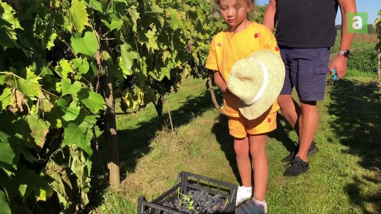 Vendanges Les Waleffes