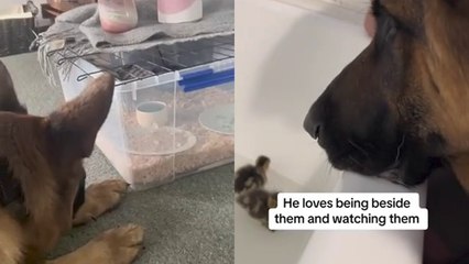 Cute Dog Becomes Dad to DUCKLINGS