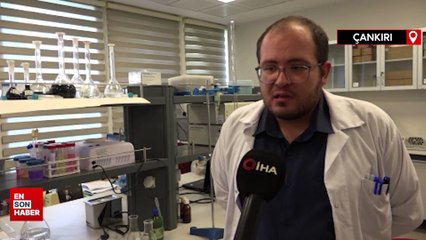 Çankırı’da yetiştirilen lavanta tedaviler de kullanılabilecek