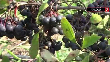 Gençlik iksiri aronya botoks etkisi yapıyor