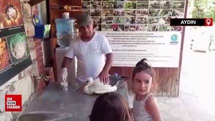 Yeşil leyleğin Afrika hayali seneye kaldı