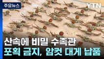 산속에 비밀 수족관...암컷·어린 대게 불법 유통 덜미 / YTN