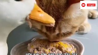 animals funny moments