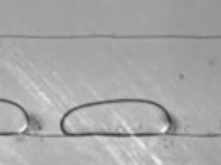 Microfluidic treadmill