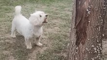 SL_MO_VID