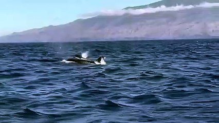 Orcas Promo 16:9 🐋