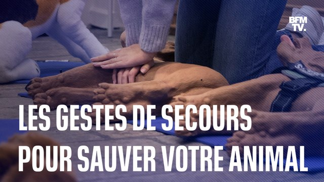 Hémorragie, massage cardiaque… Voici les gestes qui sauvent pour les animaux de compagnie