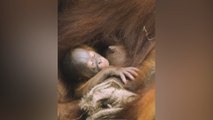 ‘Incredibly special’ - Rare Bornean orangutan born at Chester Zoo