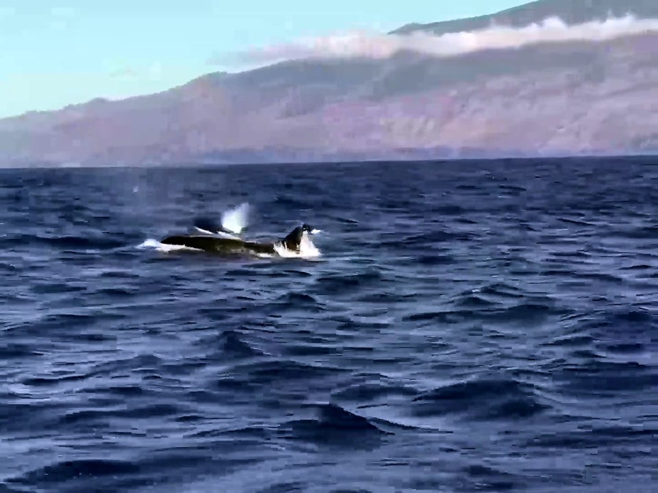 promo orcas 4-3