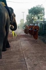 Elephant collects food from Buddhists.