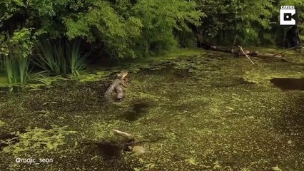 Tortues et alligator ensemble sur une branche... la belle vie