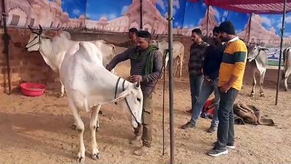 प्रदेश के इस जिले से खत्म हो रहा है देशी गोवंशों का कुनबा...