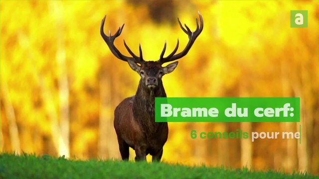 Brame du cerf: 6 conseils pour aller l'écouter