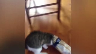 Cat Comedy Central : The Ultimate Funny Cats Video Trending Funny Cats Videos watch the video....