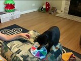 New Trending Funny Cats And Dogs Videos Funniest Cats And Dogs Videos Funniest Animals 2023 ....