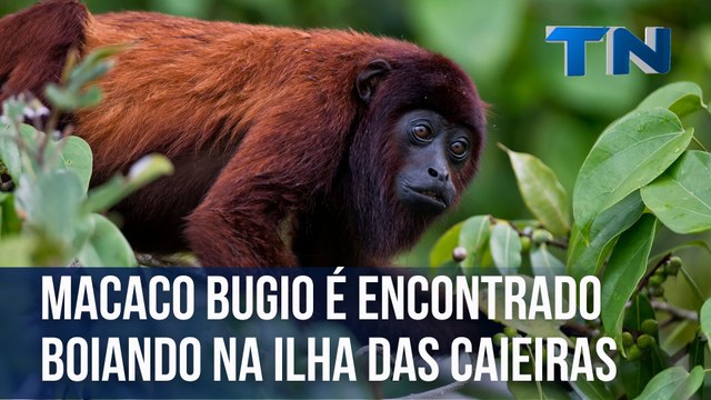 Macaco Bugio é encontrado boiando na Ilha das Caieiras