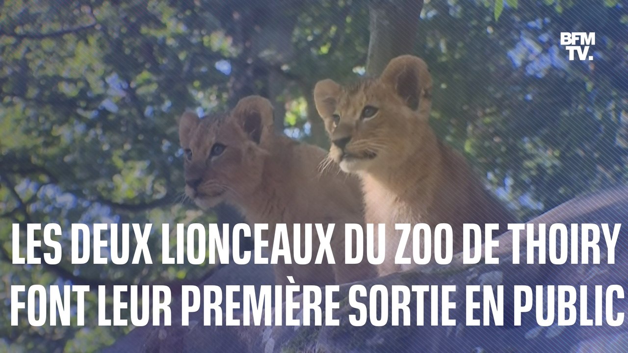 Sana et Sarab, les deux lionceaux du zoo de Thoiry font leur première sortie face au public
