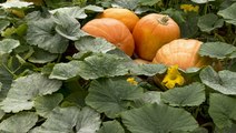 Your Complete Guide to Fall Gardening, From Prep to Planting