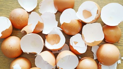 Can You Eat Egg Shells? The Answer Is Surprising