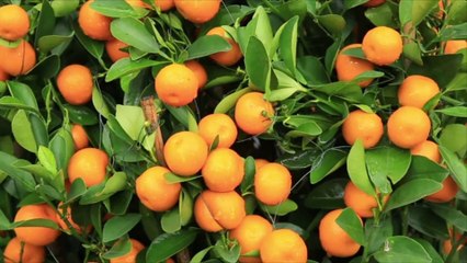 Zero-Waste Ideas for Using an Entire Citrus Fruit