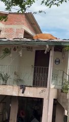 Vaca vai parar em cima do telhado após enchente