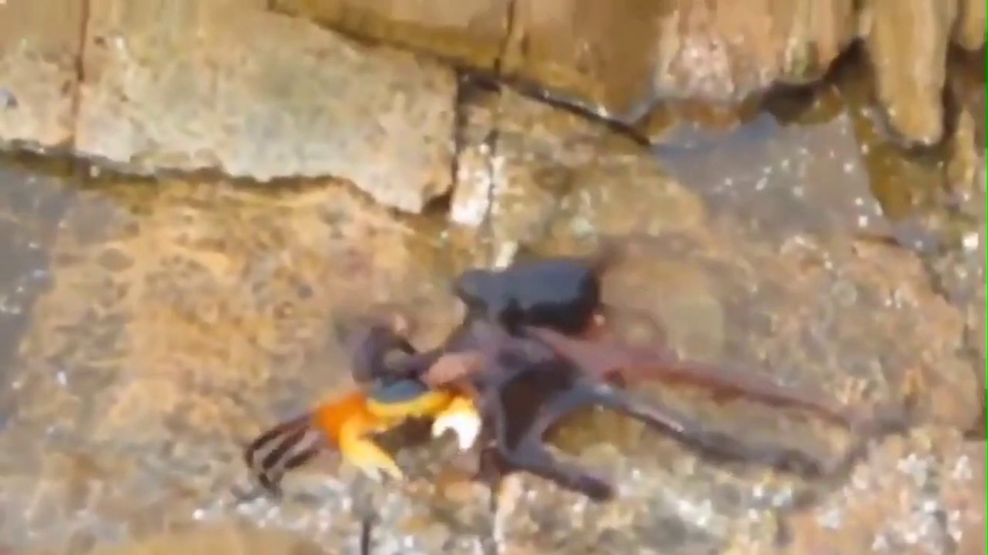 ⁣10 Insane Octopus Facts