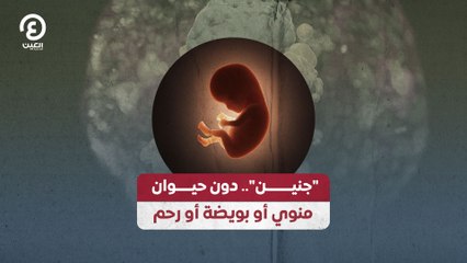 "جنين" دون حيوان منوي أو بويضة أو رحم