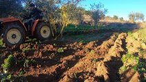 Tractor #Goldoni 933 RS DT | plowing olive trees to decompress the soil