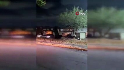 Un ours géant s'est posé dans les rues du Mexique