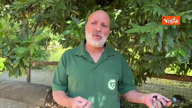 Al Bioparco di Roma nata zebra di Grevy, il responsabile zoologico Yadid: In natura pochi individui