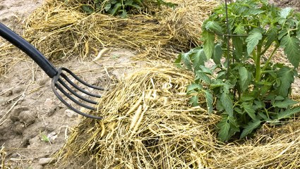 8 Essential Tips for Mulching with Straw in Your Vegetable Garden