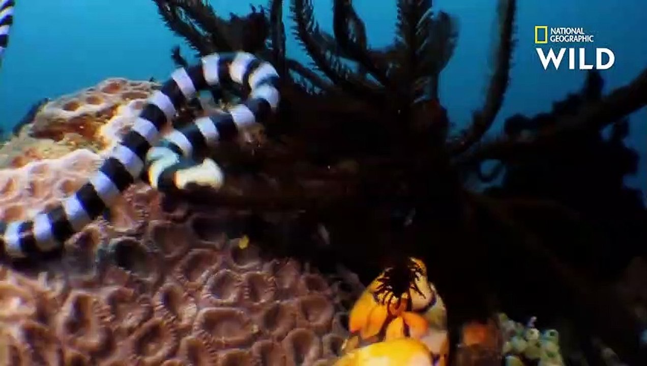 Ce petit serpent tue et mange une murène