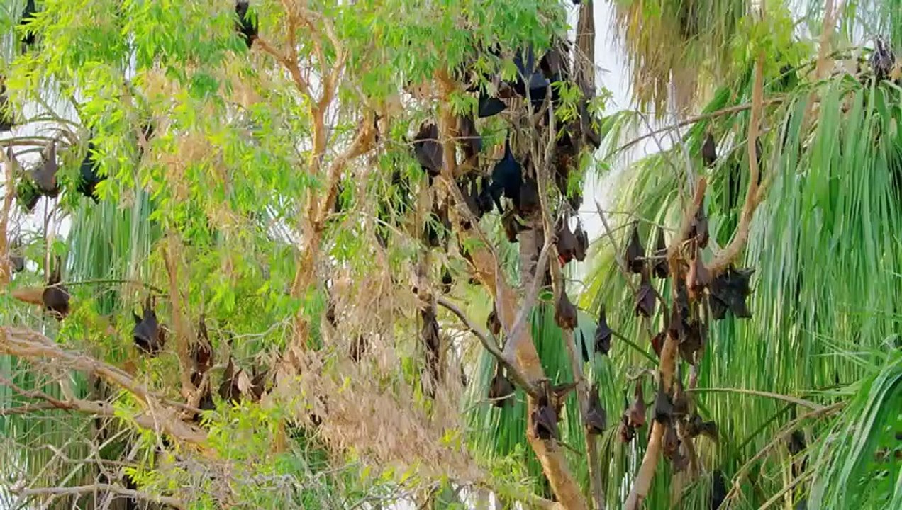 Ces chauves-souris doivent plonger dans une eau infestée de crocodiles