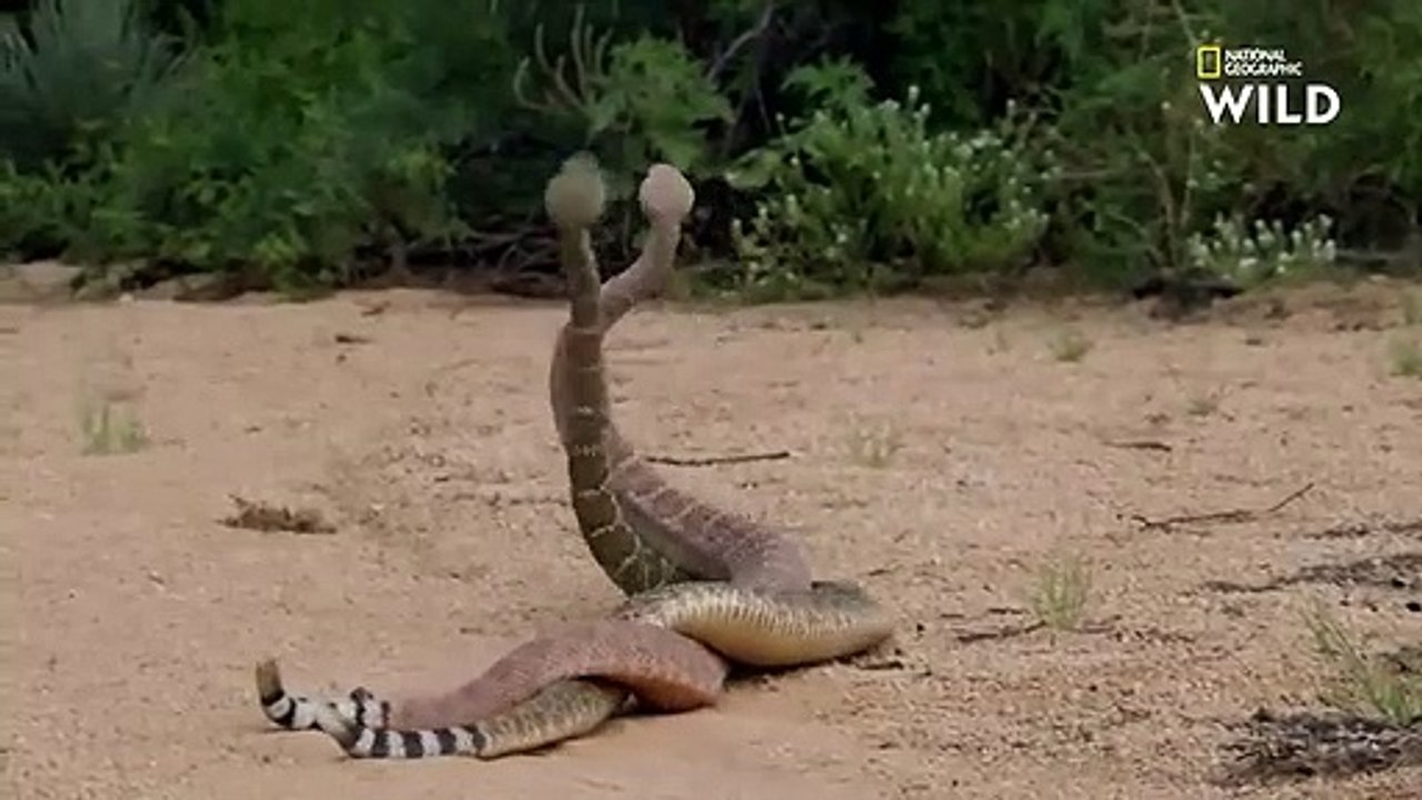 Cette lutte entre crotales est un mélange entre un combat de boxe et une battle de danse