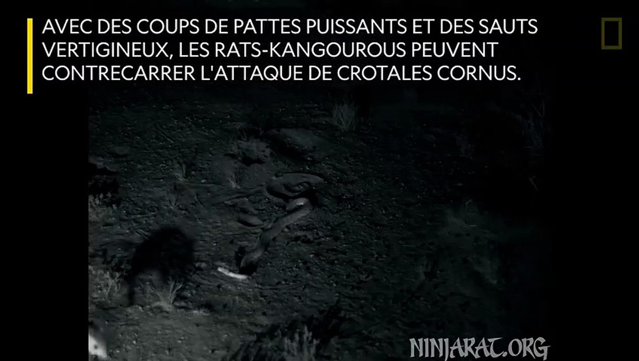 Comment les rats-kangourous échappent aux attaques de crotales