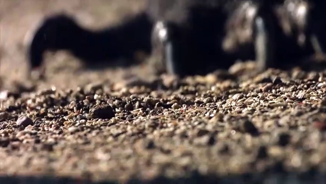 Combat de dragons komodo