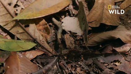Des fourmis magnans à l'attaque d'un crocodile nain