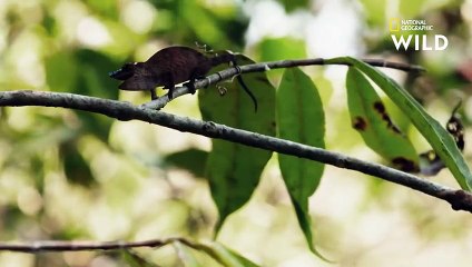 Deux caméléons se battent pour une femelle en chaleur