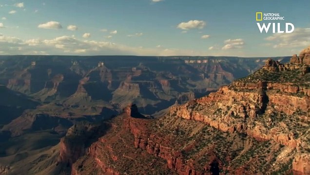 La buse à queue barrée raffole des lézards
