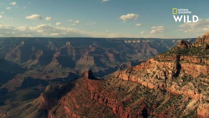 La buse à queue barrée raffole des lézards