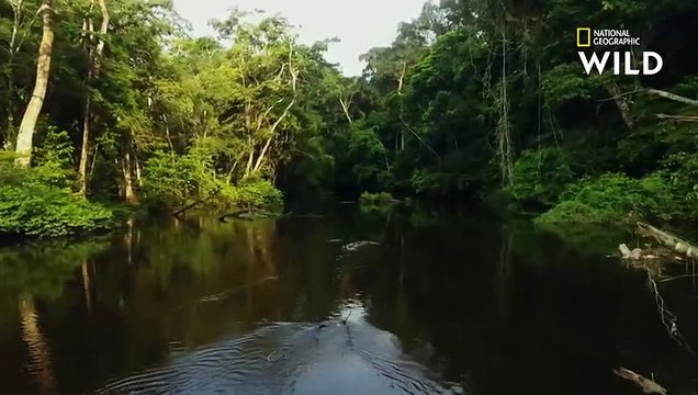 La découverte extraordinaire des crocodiles nains dans le bassin du Congo