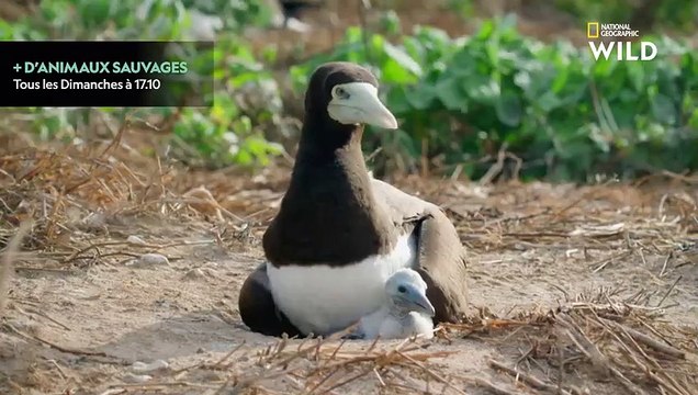 La plus grande colonie de tortues vertes vit sur une île faite d'excréments et de débris