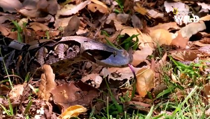 La technique de chasse redoutable de la vipère du Gabon