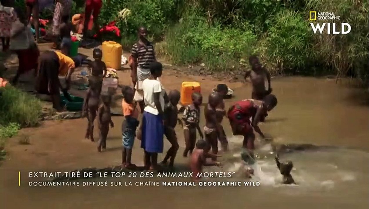 La violence du crocodile du Nil, un reptile surpuissant