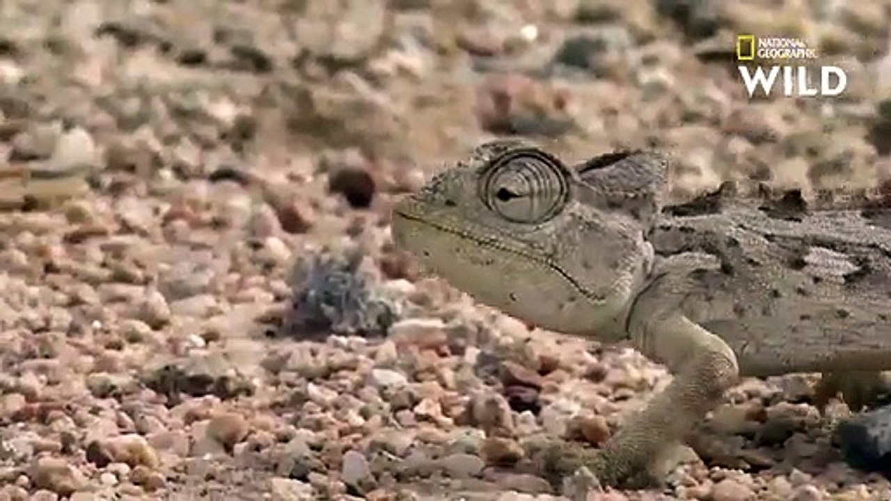 L'adaptation du caméléon namaqua