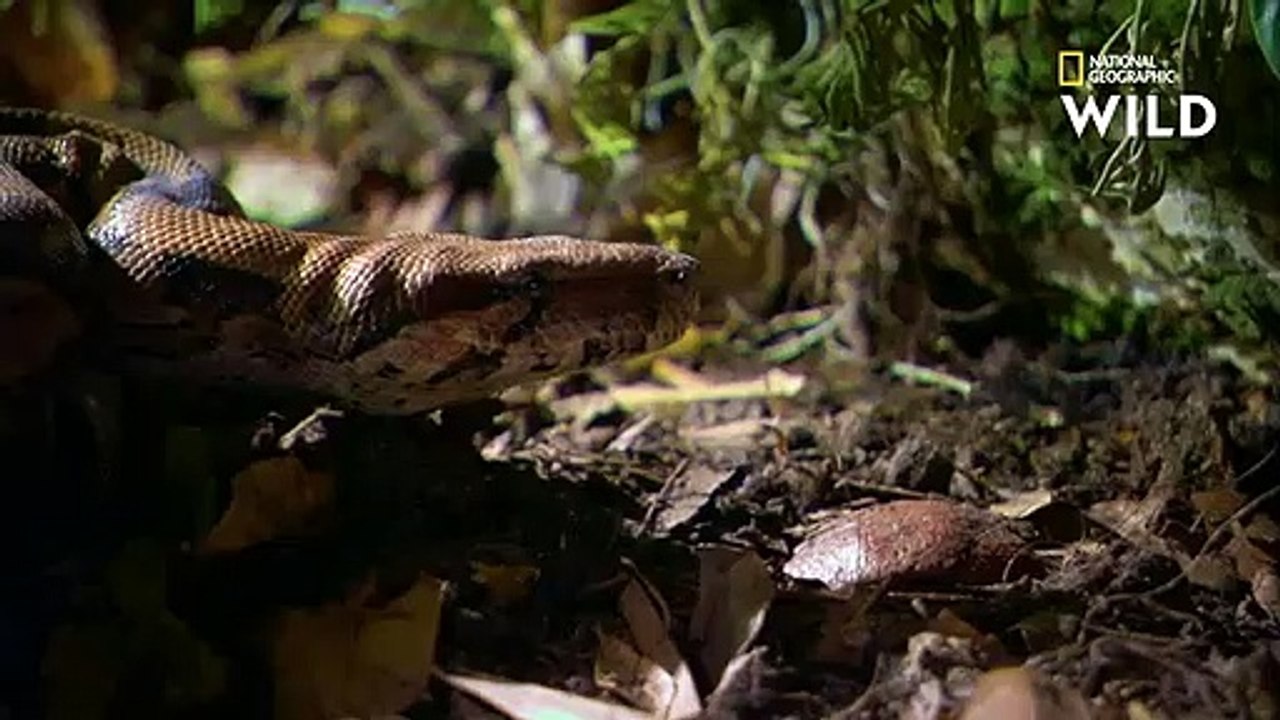 Le boa constrictor, un des serpents les plus rapides au monde