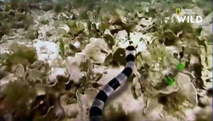 Le cobra de mer, redoutable serpent capable de nager pendant 8 heures d'affilée