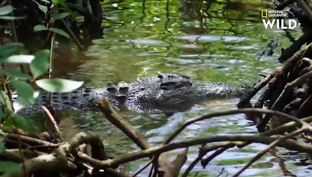 Le crocodile des mers, un super prédateur rempli de secrets