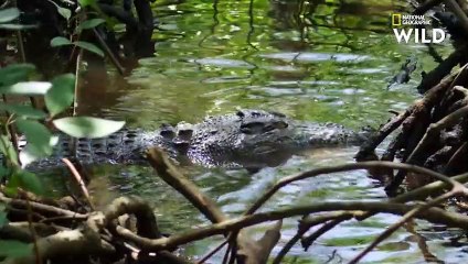 Le crocodile des mers, un super prédateur rempli de secrets